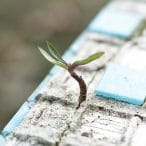 beton met groeiend plantje